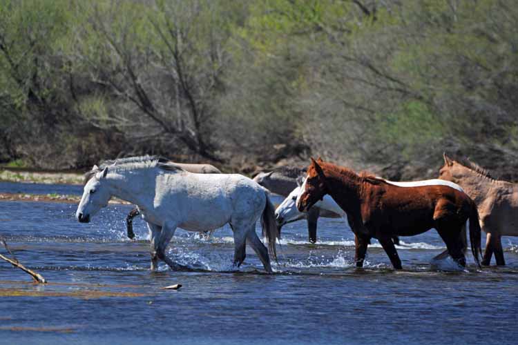 mustangs